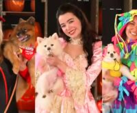 Fotograma real de desfile de mascotas disfrazadas por Halloween difundido octubre 2026