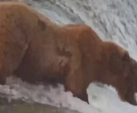 Oso pardo caminando por el agua cerca de una caída de agua