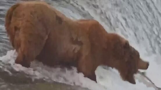 Oso pardo caminando por el agua cerca de una caída de agua