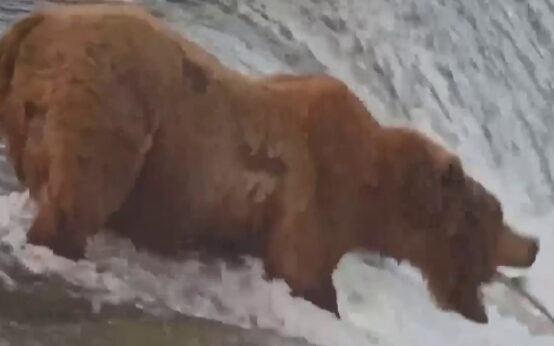 Oso pardo caminando por el agua cerca de una caída de agua